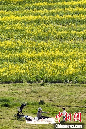 南京江心洲油菜花开城市田园美如画(图3)