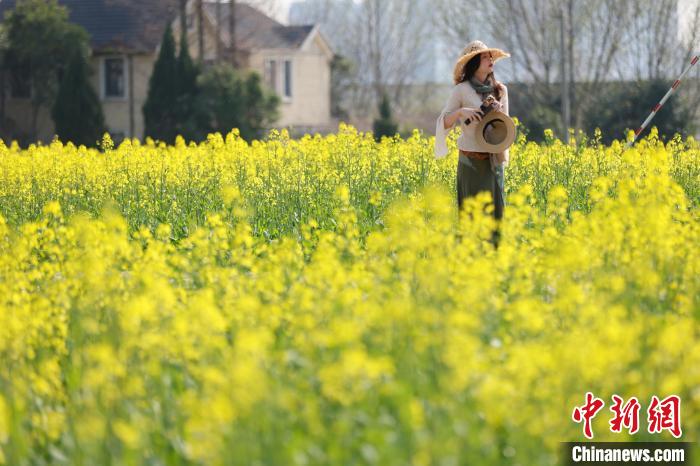 南京江心洲油菜花开城市田园美如画(图2)