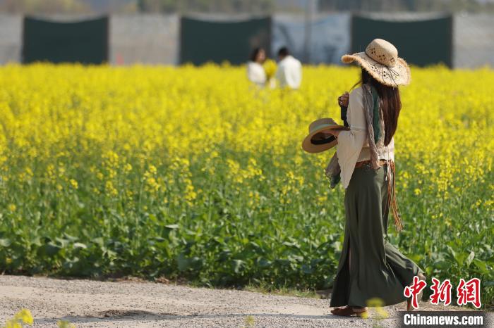 南京江心洲油菜花开城市田园美如画(图5)