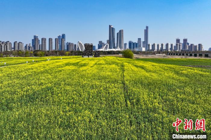 南京江心洲油菜花开城市田园美如画
