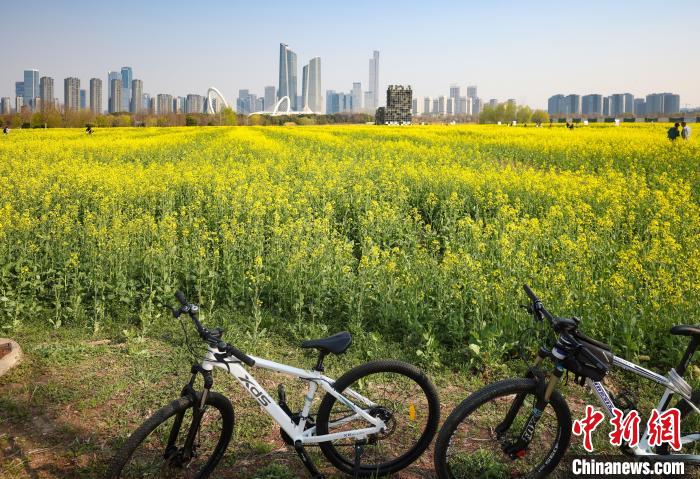 南京江心洲油菜花开城市田园美如画(图7)