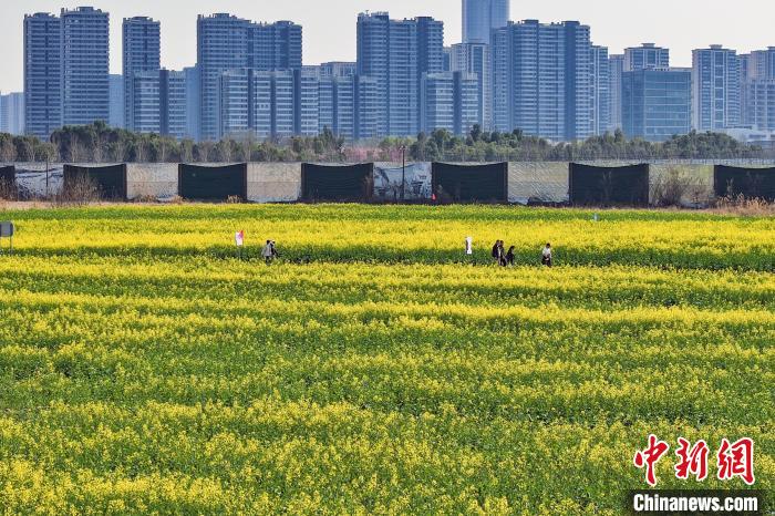 南京江心洲油菜花开城市田园美如画(图6)