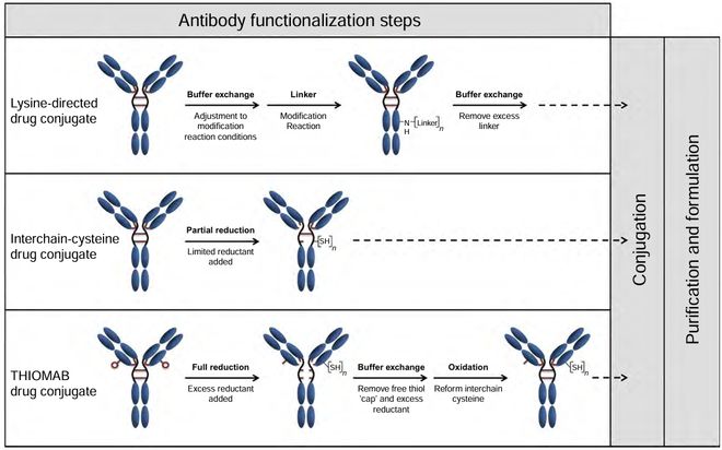 抗体-药物偶联物（ADC）工艺开发与生产注意事项(图3)