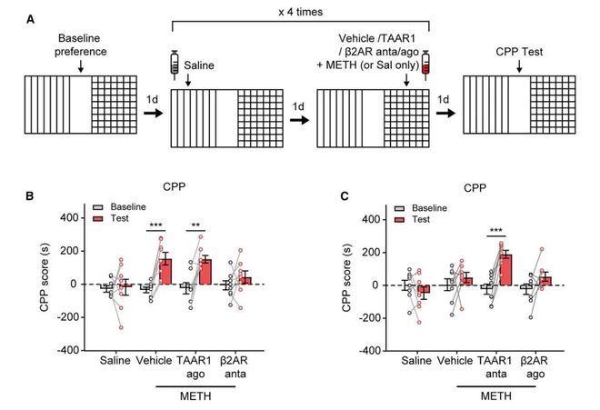 冰毒成瘾的“双面开关”！乔安娜吴姗叶升时杰团队揭示β2AR与TAAR1的拮抗调控机制(图3)