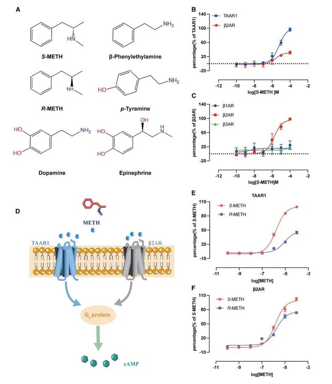 冰毒成瘾的“双面开关”！乔安娜吴姗叶升时杰团队揭示β2AR与TAAR1的拮抗调控机制(图2)