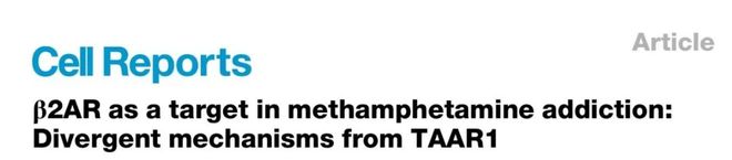 冰毒成瘾的“双面开关”！乔安娜吴姗叶升时杰团队揭示β2AR与TAAR1的拮抗调控机制