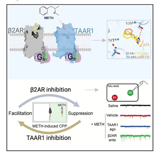 冰毒成瘾的“双面开关”！乔安娜吴姗叶升时杰团队揭示β2AR与TAAR1的拮抗调控机制(图5)