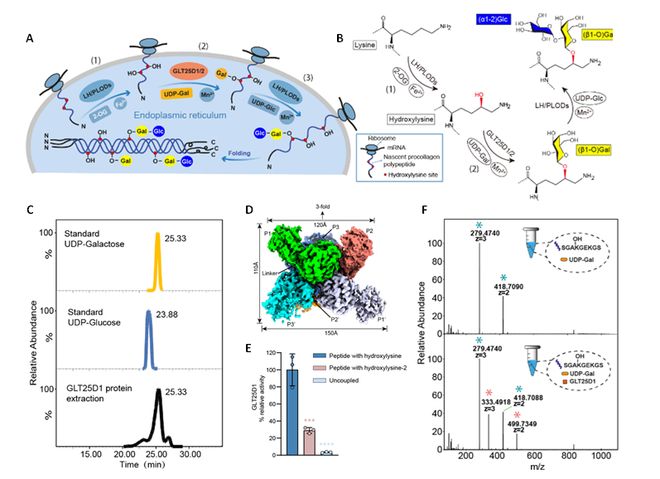 Nat Commun丨于洪军张敏刘晓天合作揭示胶原精准半乳糖基化的分子机制(图2)