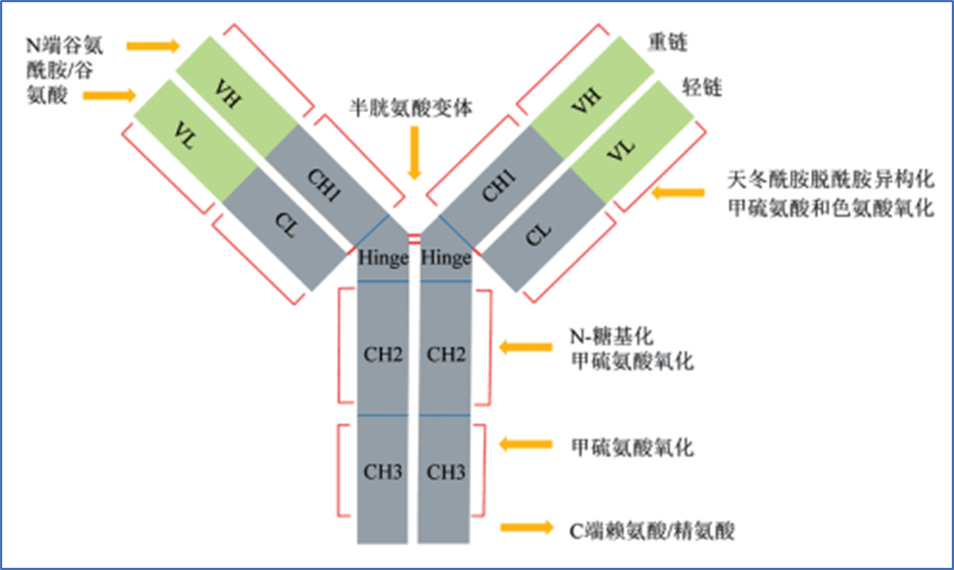阿达木单抗电荷异构体的分离和表征