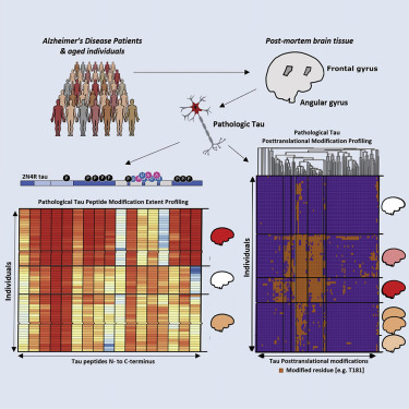 什么是构象异构体？(图1)