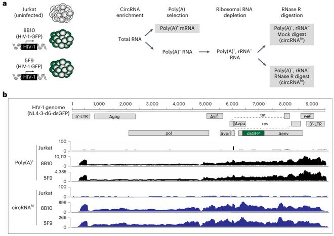 HIV基因组还有“隐藏款”？《NatureMicrobiology》发现环状RNAcircHIV增强病毒转录(图2)