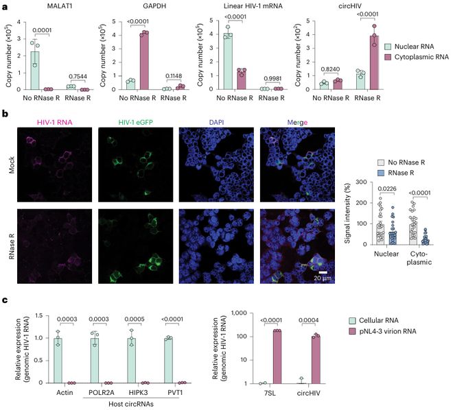 HIV基因组还有“隐藏款”？《NatureMicrobiology》发现环状RNAcircHIV增强病毒转录(图6)