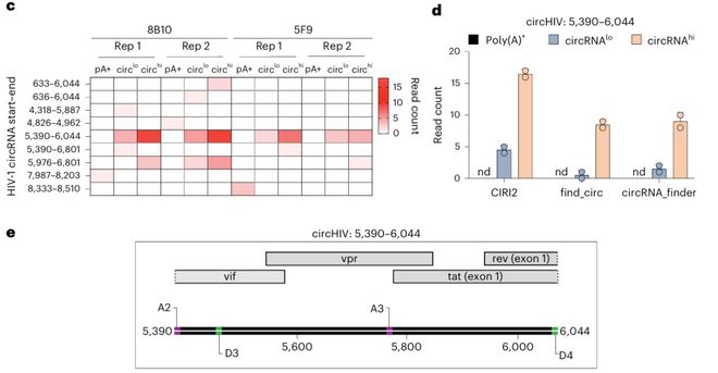 HIV基因组还有“隐藏款”？《NatureMicrobiology》发现环状RNAcircHIV增强病毒转录(图3)