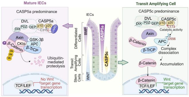 Nature   贾宝森石玉华等揭示人caspase-5蛋白的生物学功能(图2)
